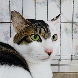 (トライアル中)心優しき『ハート♥』