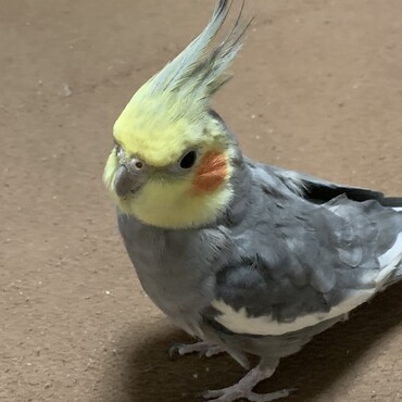 トコトコはにゃ？って感じです