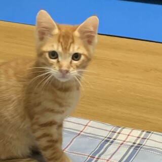 甘えん坊な茶トラのせいや君