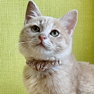 てんちゃ♡家族ができました