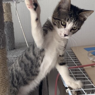 甘えん坊で抱っこ大好きなカイル君