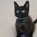甘えん坊の黒猫ボーイ