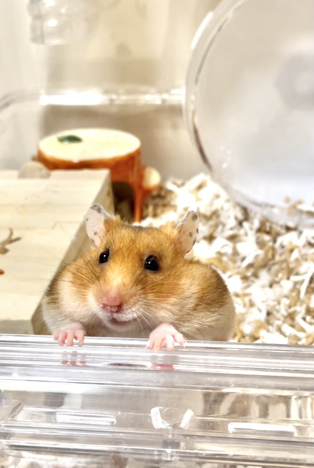 元気な1歳ゴールデンハムスター」東京都 - 小動物の里親募集(399668