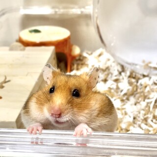元気な1歳ゴールデンハムスター