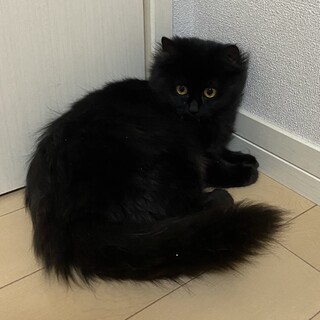 とってもキュートなモフモフ女の子！