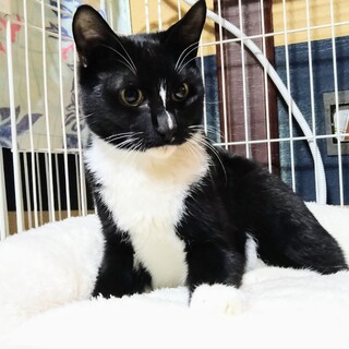 トライアル決定★仮面柄　カッコイイ3兄弟