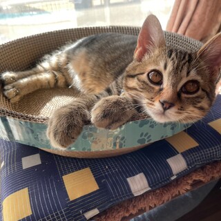 キジトラ♂甘えん坊でおっとり生後5ヶ月位