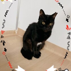 保護猫たちの里親会