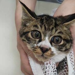 続々初猫in豊明～保護猫の譲渡会2022/01/15☆ちーむ にゃいんず