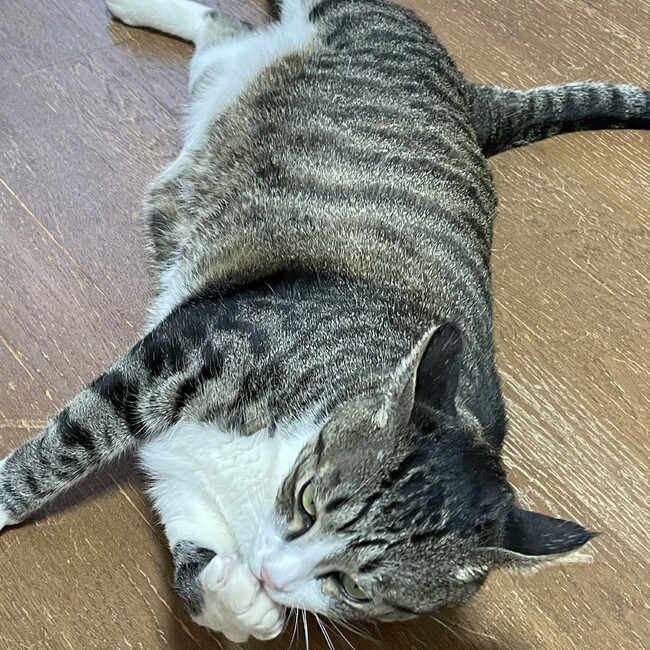 angellyのカバー写真