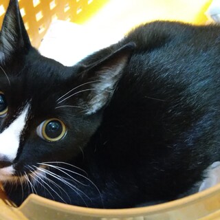 トライアル決定★ずれたハチワレ柄　カッコイイ3兄弟