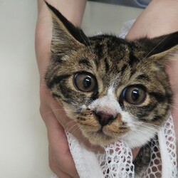 続々初猫in春日井～保護猫の譲渡会2022/01/15☆ちーむ にゃいんず