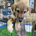 保護犬を迎えませんか？♂