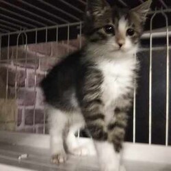 続々初猫in瀬戸～保護猫の譲渡会2022/01/15☆ちーむ にゃいんず