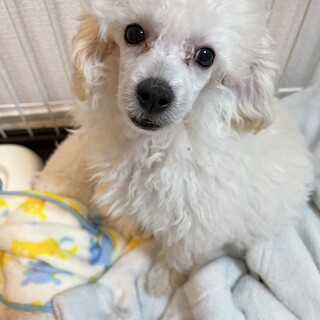 大切に育ててくれる里親募集中