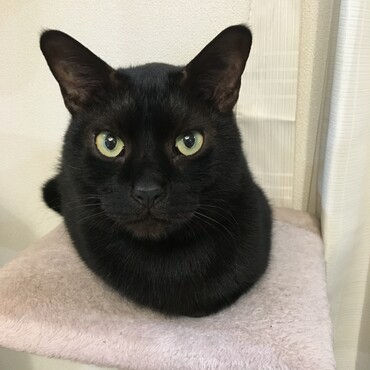 猫ダルマかわいい
