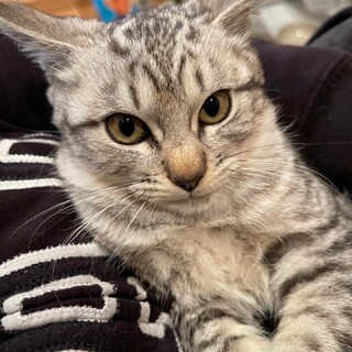ふわっもふ☆かっこいいレオくん