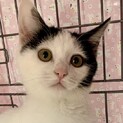 超甘えん坊で人とお膝と抱っこが大好き白黒のキリ姫