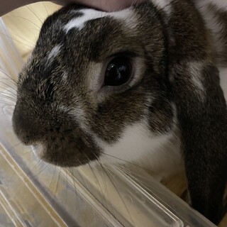 急募！！うさぎの里親を探しています