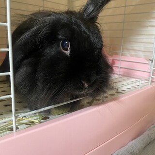 急募！！うさぎの里親になってくれる方を探しています