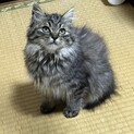 もふもふキジトラ　いっちゃん