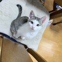 素敵な里親様が見つかりました☆雪輪くん