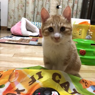ありがとうございました★もふもふ茶白のゴルフちゃん