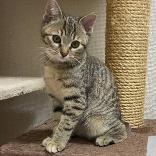 なんと愛らしい！ 麦わら のネネちゃんです