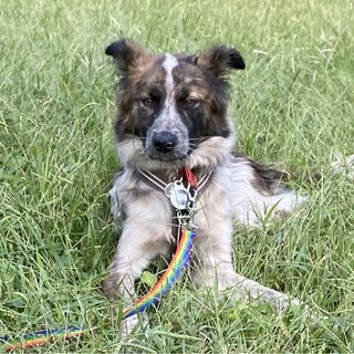 毛並みが自慢の甘えんボーイ