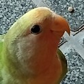 コザクラインコ8ヶ月