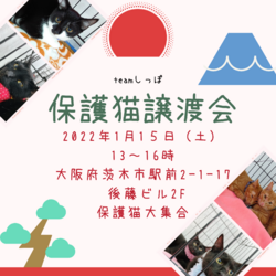 teamしっぽ譲渡会