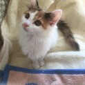 ふわっふわの三毛猫たわちゃん
