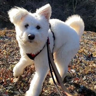ご家族が決まりました
