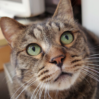 ふっくら幸せ体形のキジトラ、レイちゃん♪１匹飼いで