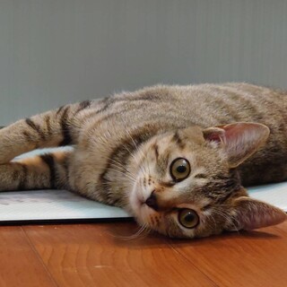 お問合せがあり一旦停止中です(あきちゃん)