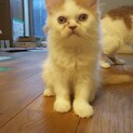 保護してきたネコちゃんです。