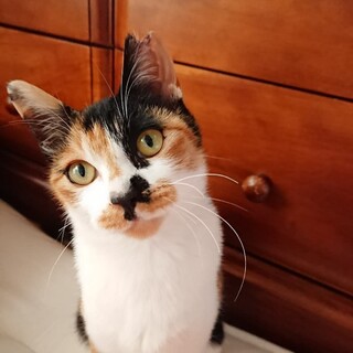 可愛いミケにゃん　ひまりちゃん