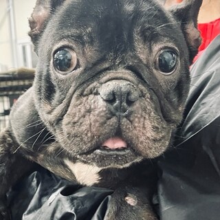 21-W890　可愛いフレブルの女の子♪