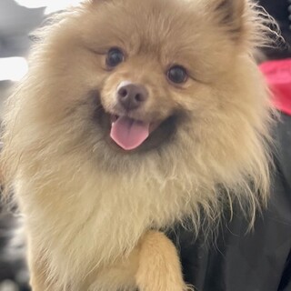 ポメラニアン 岐阜県が募集対象 犬の里親募集情報 ペットのおうち 月間利用者150万人