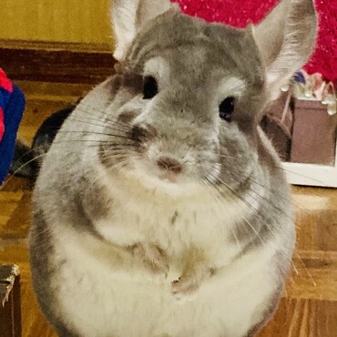 おっとりした優しく性格です。