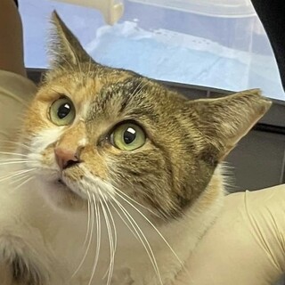 奄美大島からやって来た甘えん坊の美人さん