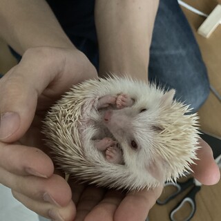 真っ白い女の子です