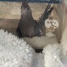 コビーちゃん