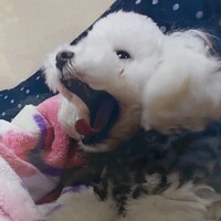 叶夢