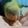 生後３～４カ月コザクラインコ（オパーリン） サムネイル2