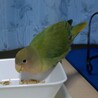 生後３～４カ月コザクラインコ（オパーリン） サムネイル3