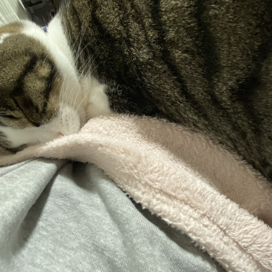 テオのカバー写真