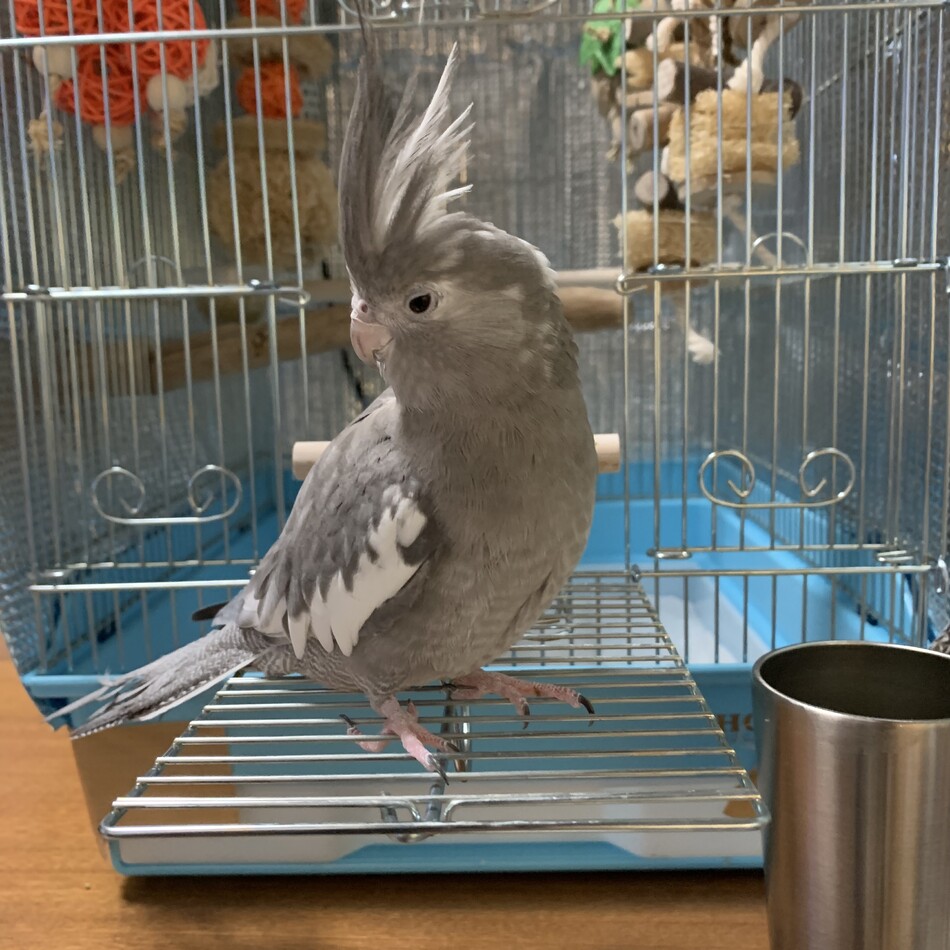 コビーちゃんのカバー写真