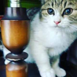 まんまるお目めの、さんちゃん