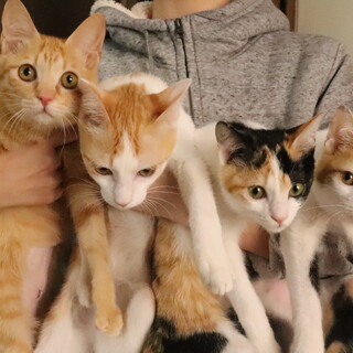 仲良し4兄妹の募集！